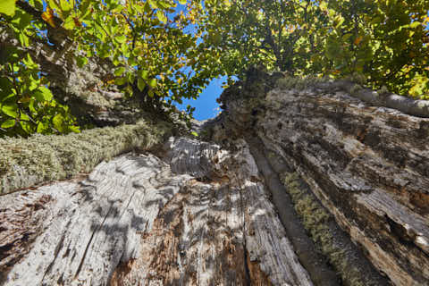 Gemeinde Lindberg Landkreis Regen Hochschachten hohler Baum (Dirschl Johann) Deutschland REG